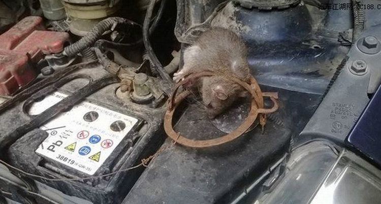 發動機進老鼠怎樣處理