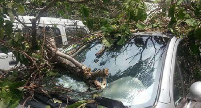 車停在樹下好不好，建議最好不要把車停在樹下